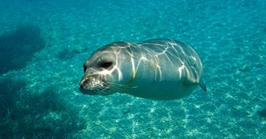 Turkey is among the four countries where these monk seals live. (Shutterstock Photo) 