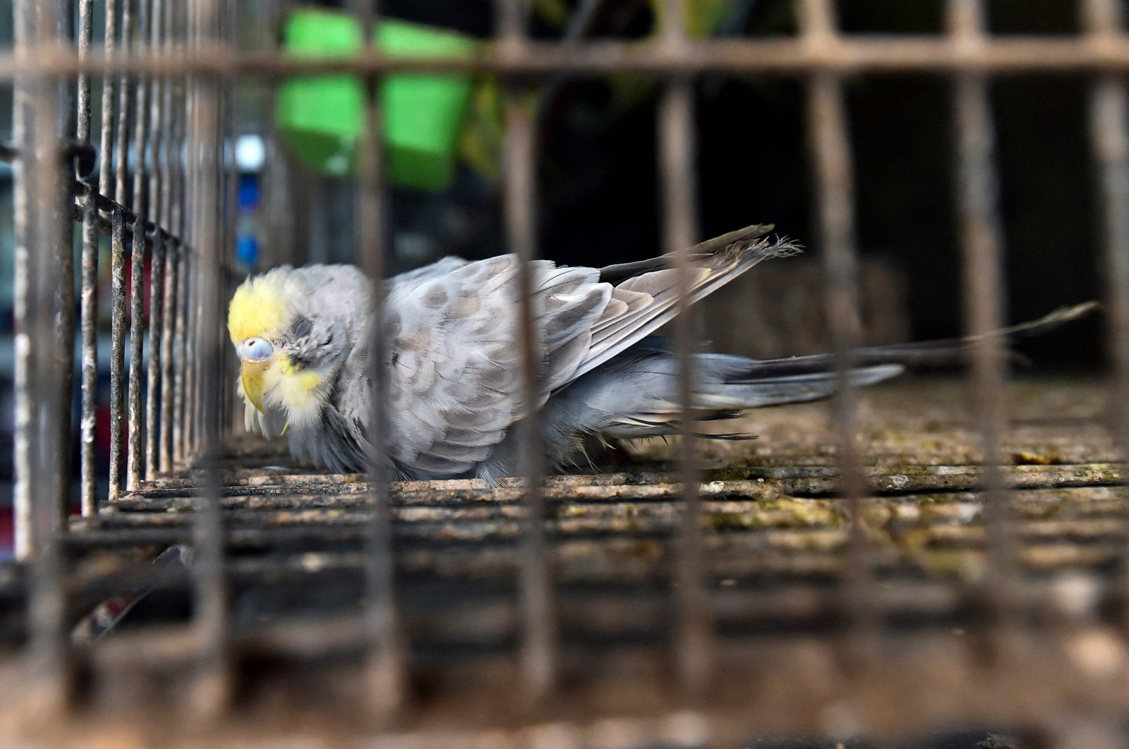 A bird is seen in a cage inside a closed pet shop in Dhaka, Bangladesh, July 14, 2021. (AFP Photo)