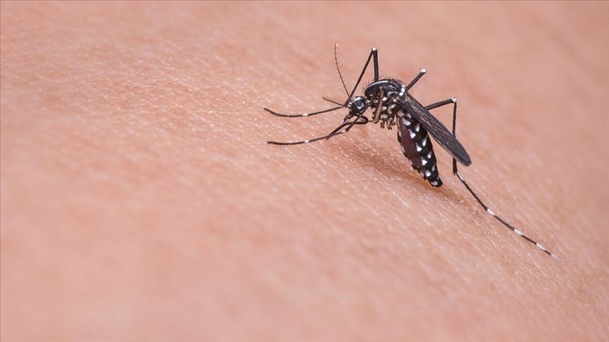 The Asian tiger mosquito may cause allergic reactions and carry viral diseases. (AA PHOTO)