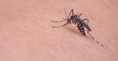 The Asian tiger mosquito may cause allergic reactions and carry viral diseases. (AA PHOTO)