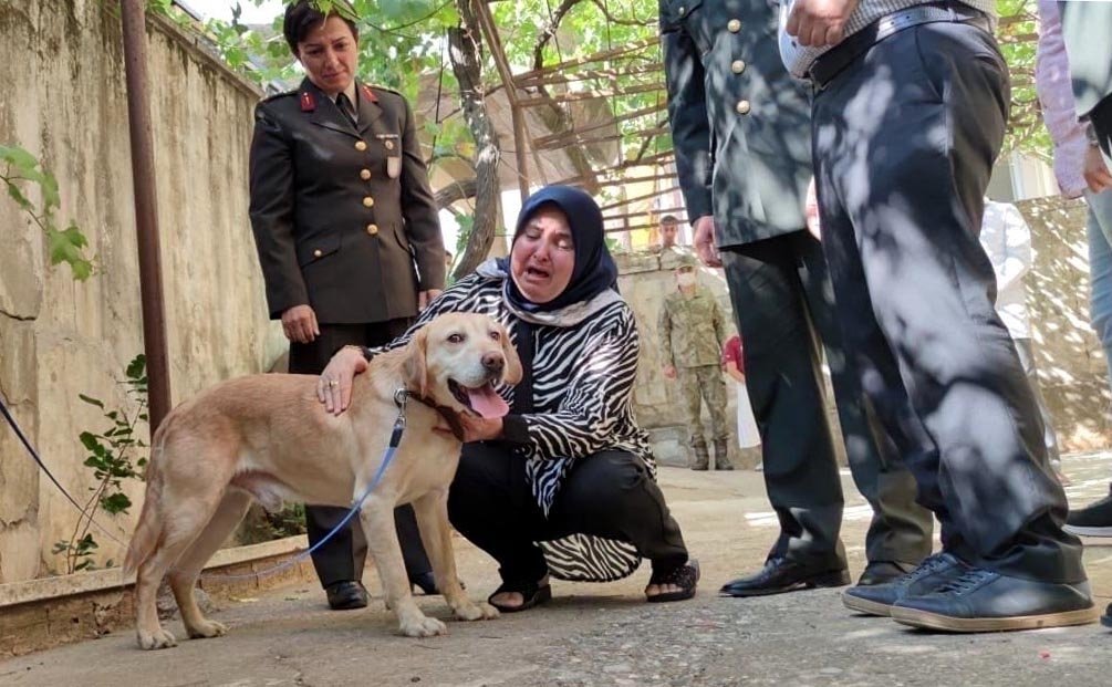 Army dog finds new home with slain Turkish soldier’s family | Daily Sabah