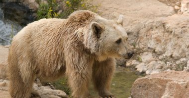 The Syrian brown bear (Ursus arctos syrianus) is the smallest subspecies of brown bear. (Shutterstock Photo)