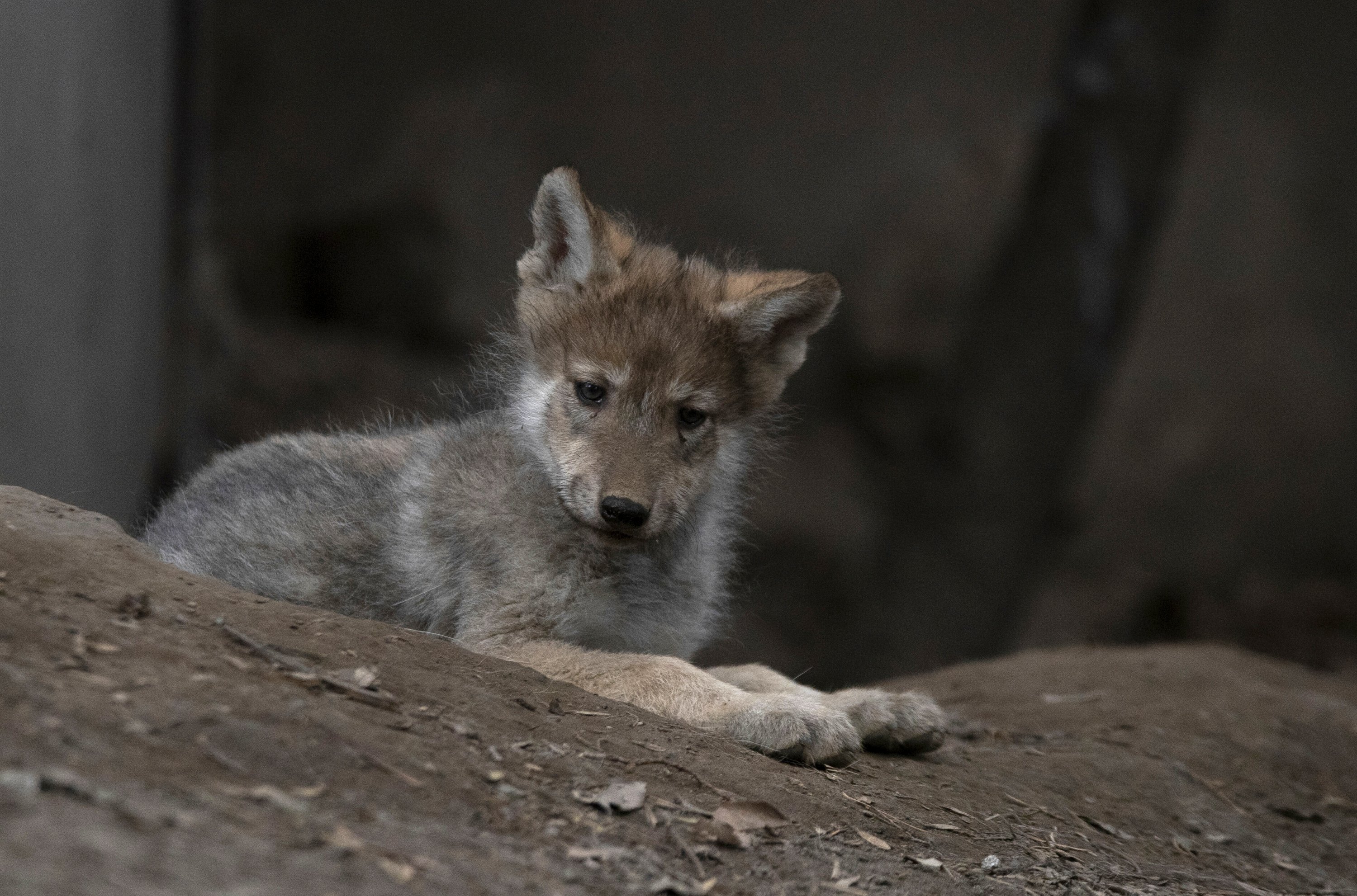 Mexican wolf pups born at zoo boost breeding program | Daily Sabah