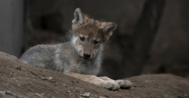 A Mexican wolf pup born April 24 lounges in an enclosure during a media presentation at the Chapultepec Zoo, Mexico City, Mexico, Thursday, June 17, 2021. (AP Photo).