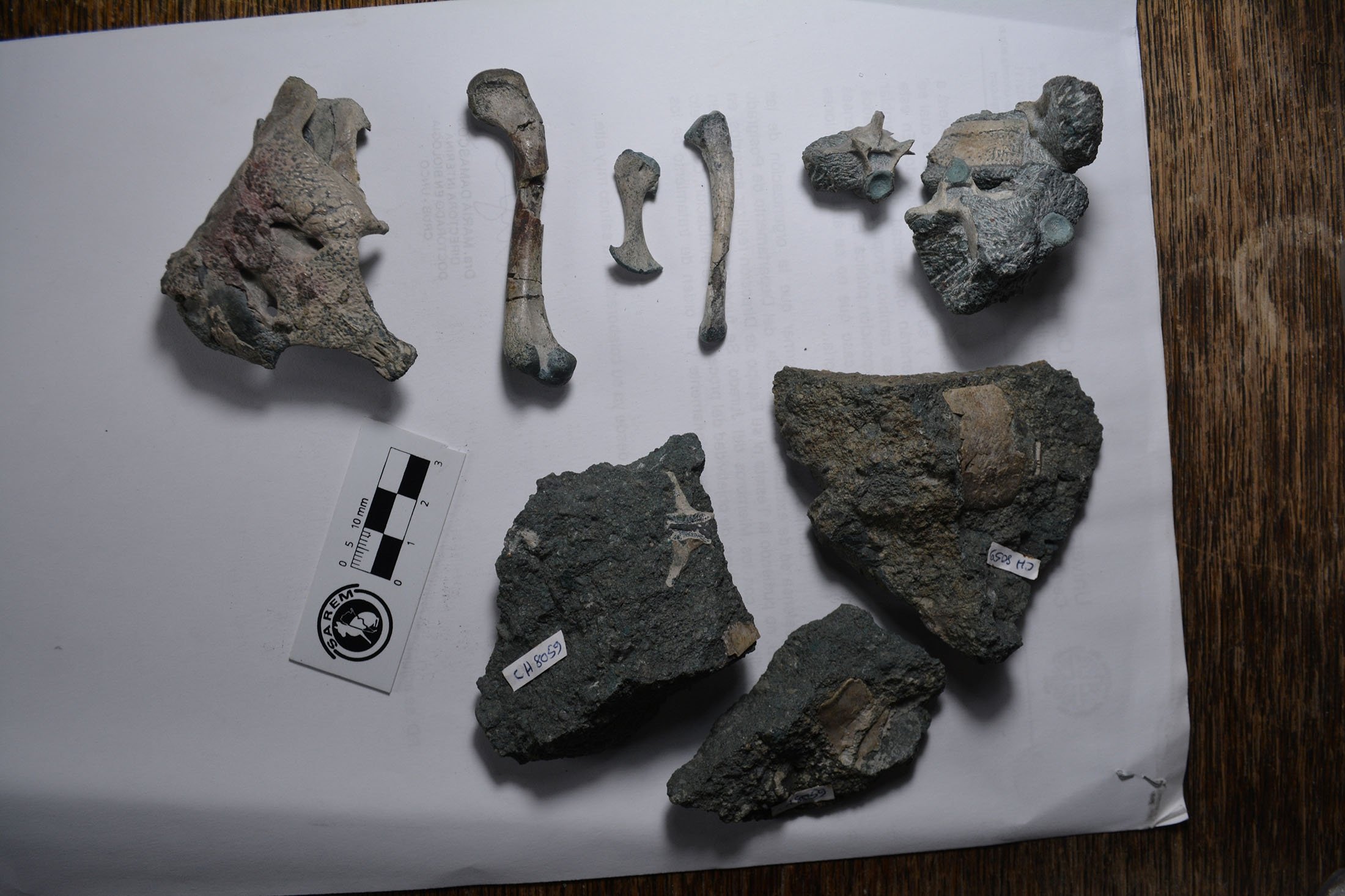 Huesos fosilizados de Burkesuchus mallingrandensis, que podrían ayudar a arrojar luz sobre el origen de los cocodrilos modernos, en Buenos Aires, Argentina, el 24 de abril de 2020 (Foto Reuters)