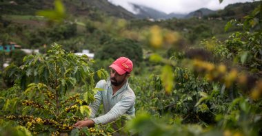 Farmer Joao Paulo Rodrigo, 33, picks coffee beans on his family farm in Forquilha do Rio, municipality of Dores do Rio Preto, Espirito Santo, Brazil, Nov. 23, 2017. (AFP Photo)