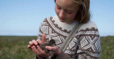 11-years-old Bryndis Jonsdottir, Erla Fridriksdottirís niece, cuddles an eider duckling on the Bjarneyjar island in Breidafjordur Bay, Iceland, July 4, 2021. (AFP Photo)