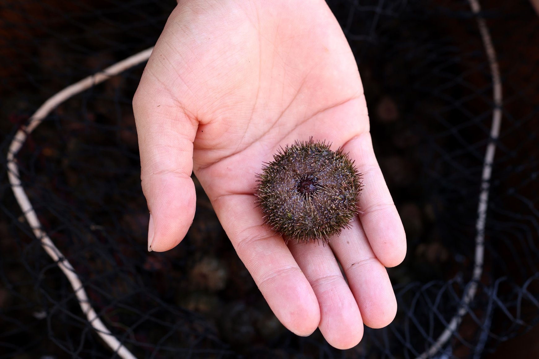 'Ama' divers set out to fish sea urchins in Japan's Mikuni | Daily Sabah