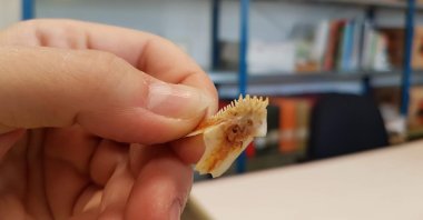 A piece of fish skeleton, Patara, Antalya, southern Turkey, July 28, 2021 (AA Photo)