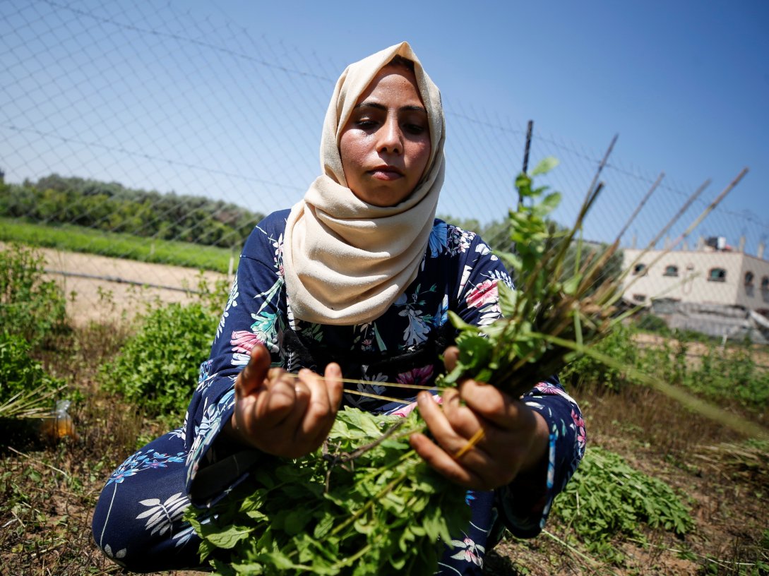 A Palestinian woman collects mint in her family land, in Beit Lahiya town, northern Gaza Strip, July 28, 2021. (Reuters Photo)