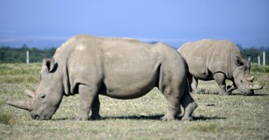 Fatu (R), 19, and her mother Najin, 30, two female northern white rhinos, the last left on the planet, graze in their secured paddock at The Ol Pejeta Conservancy in Nanyuki, some 147 kilometers (91 miles) north of the capital, Nairobi, Kenya, Aug. 23, 2019. (AFP Photo)