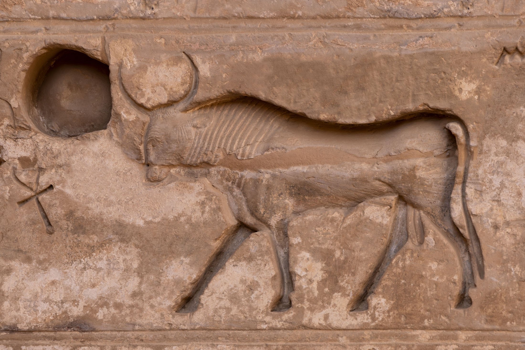 A sunken relief depicts the sacred bull of Egypt at at Habu Temple, Luxor, Egypt. (Shutterstock Photo)