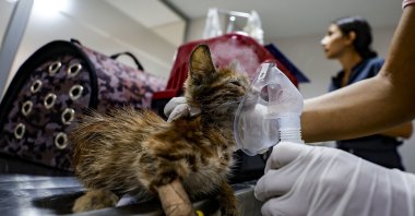 A vet tends to a cat saved from the forest fire, in Manavgat district, Antalya, southern Turkey, July 31, 2021. (AA PHOTO)