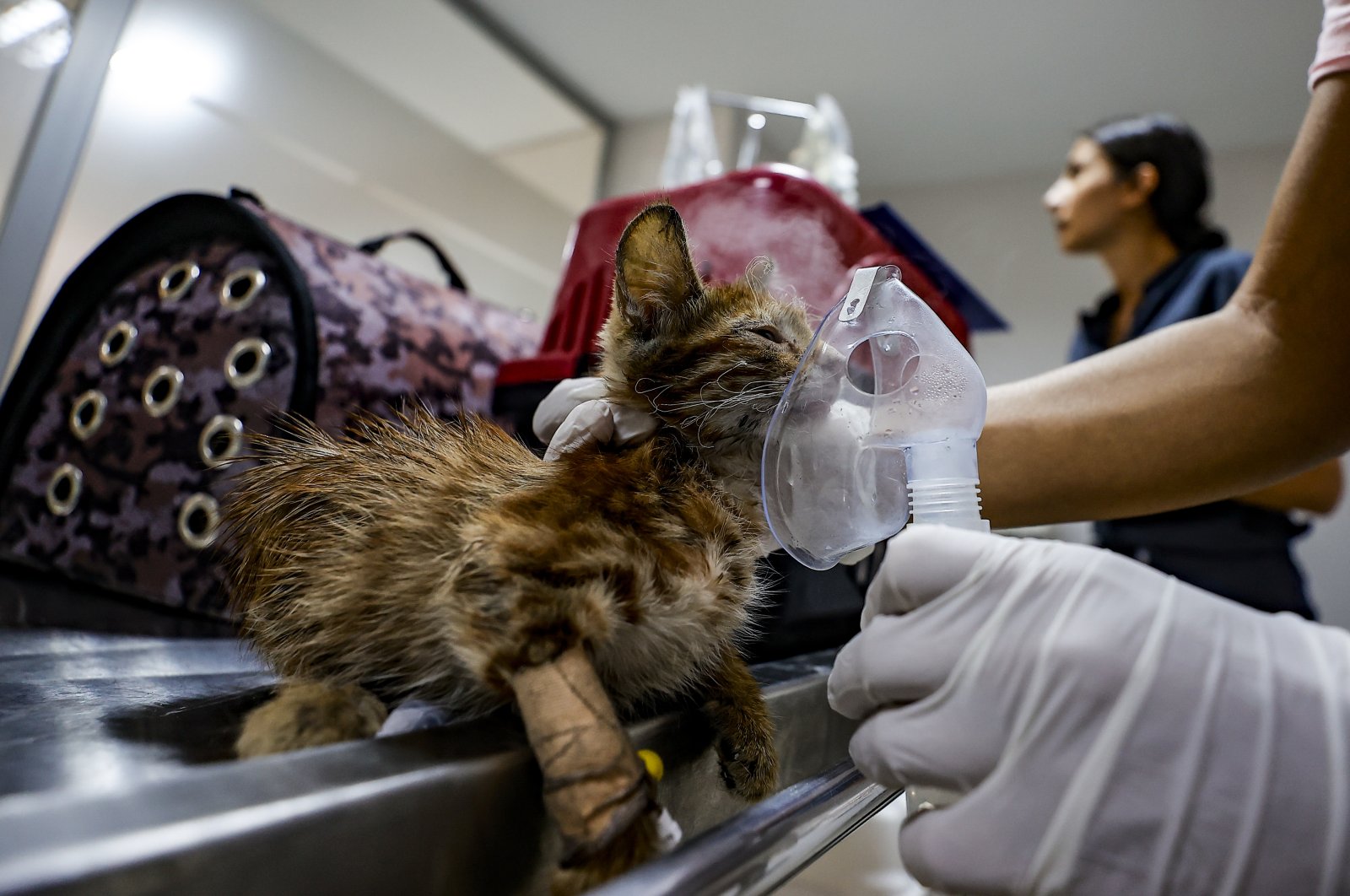 A vet tends to a cat saved from the forest fire, in Manavgat district, Antalya, southern Turkey, July 31, 2021. (AA PHOTO)