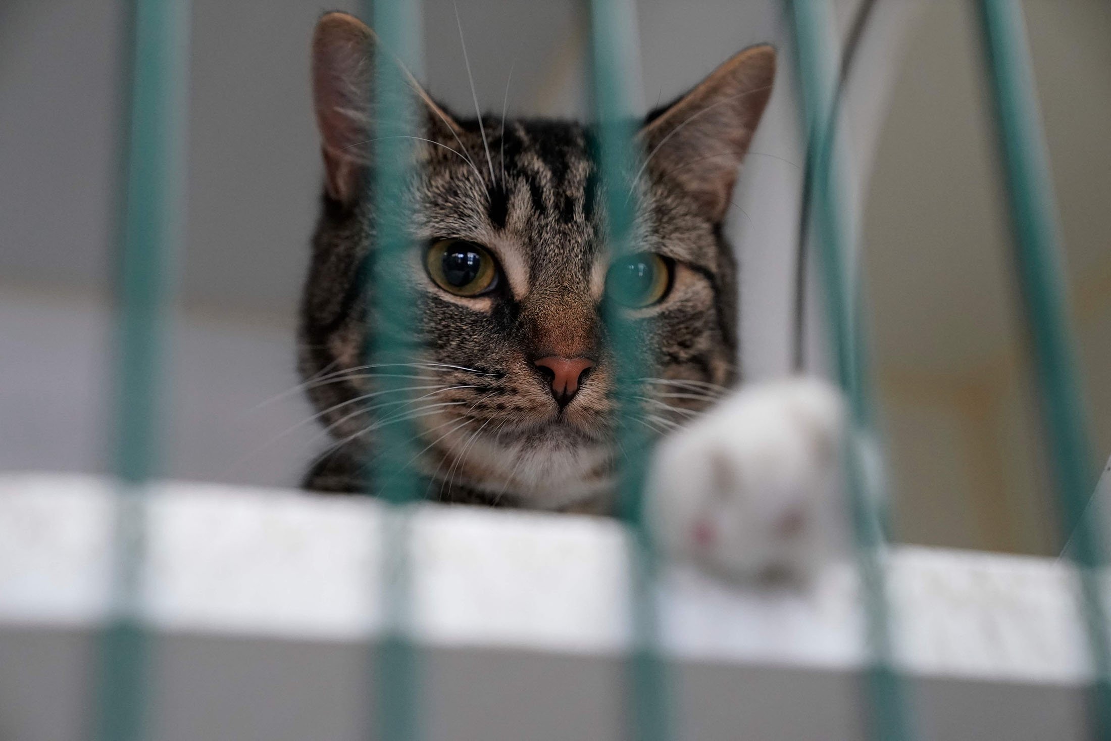 A cat is kenneled at the Animal Care Center of New York, U.S., June 25, 2021. (AFP Photo)