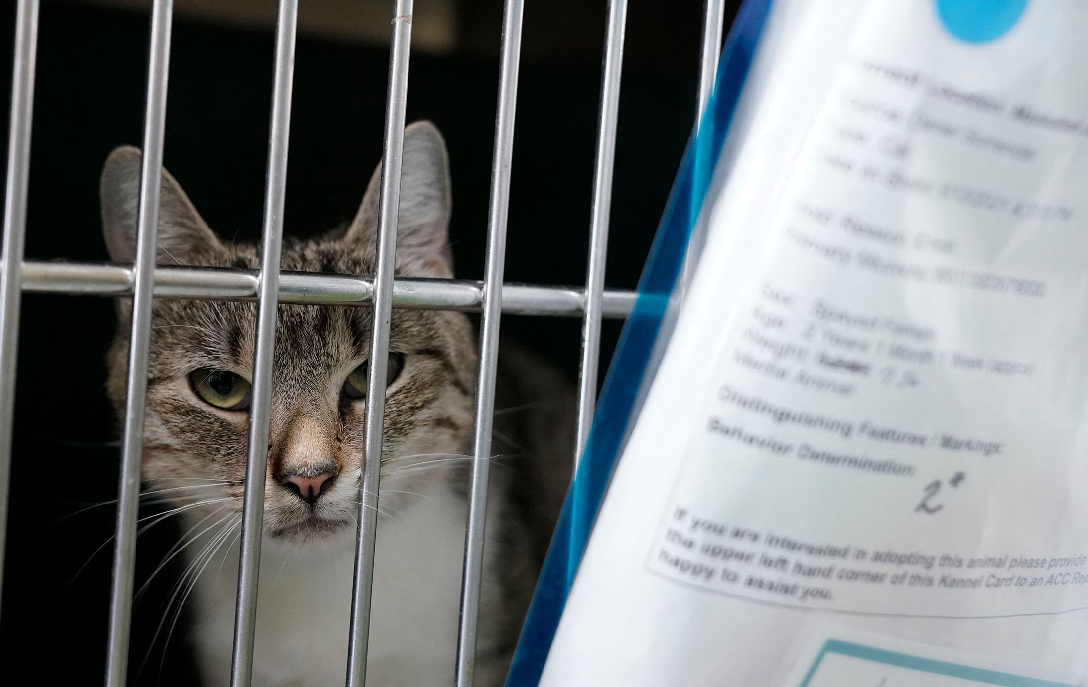 A cat is kenneled at the Animal Care Center of New York, U.S., June 25, 2021. (AFP Photo)