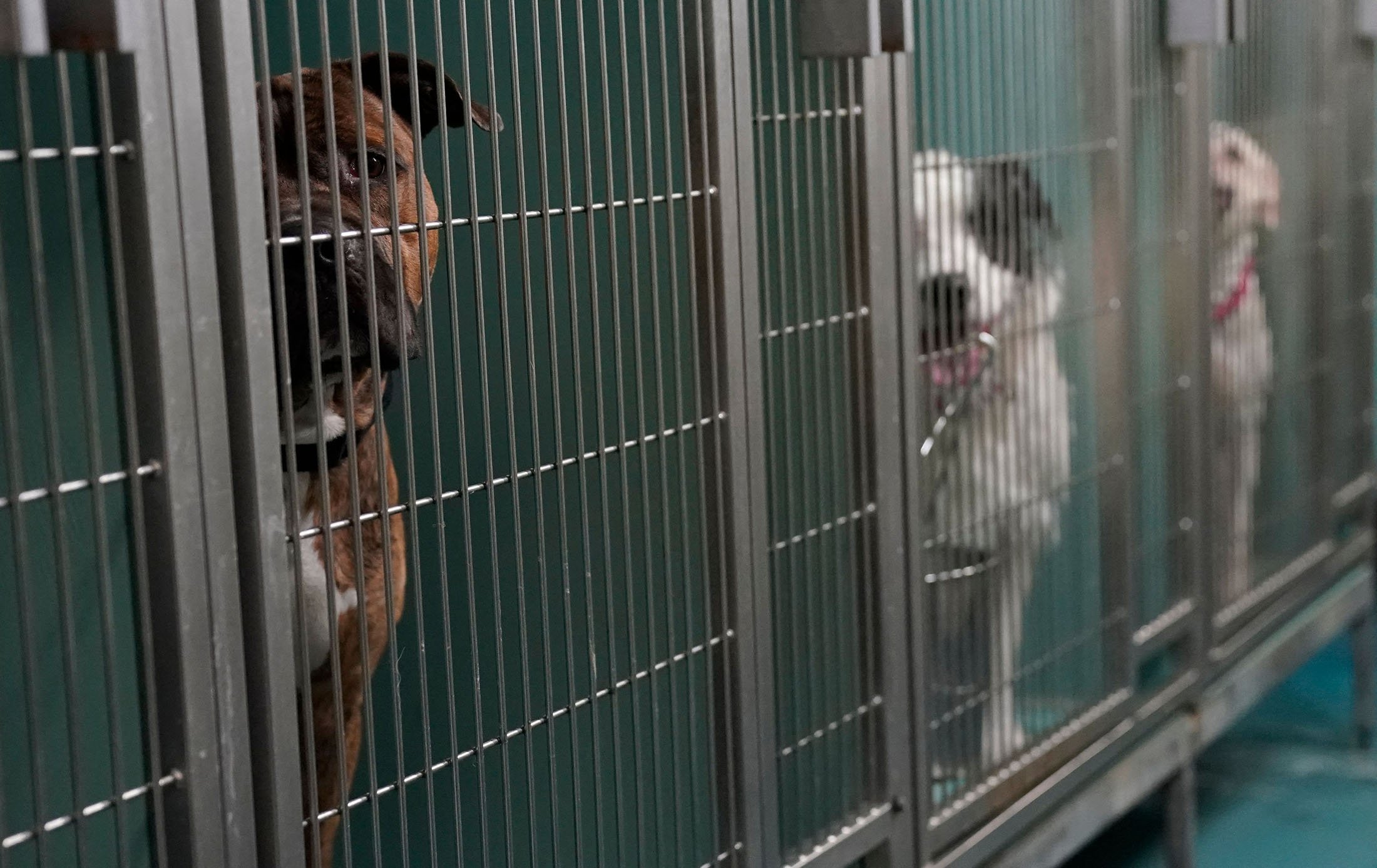 Dogs are kenneled at the Animal Care Center of New York, U.S., June 25, 2021. (AFP Photo)