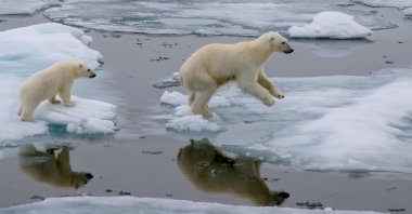 A mother polar bear leads her cub through an ice floe in the Arctic Ocean, north of Svalbard, Norway. (Shutterstock Photo)