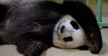 Pregnant female giant panda Huan Huan sleeps inside her enclosure prior to giving birth at Beauval Zoo in Saint-Aignan-sur-Cher, central France, Aug. 1, 2021. (AFP Photo)