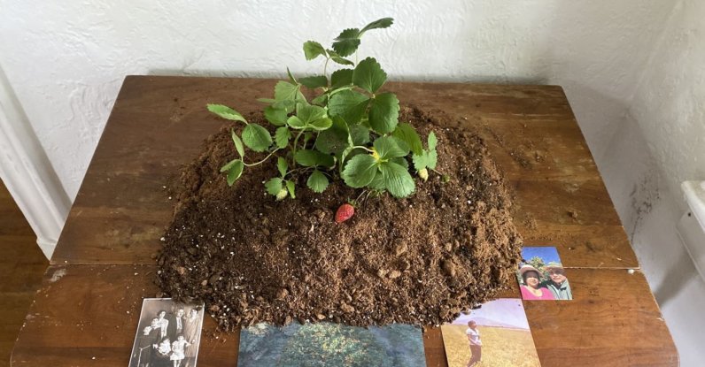 "Strawberry Flesh" (2021) by Jesus C. Muñoz, from the exhibition "A Few in Many Places," Governors Island, New York. (Courtesy of Protocinema).