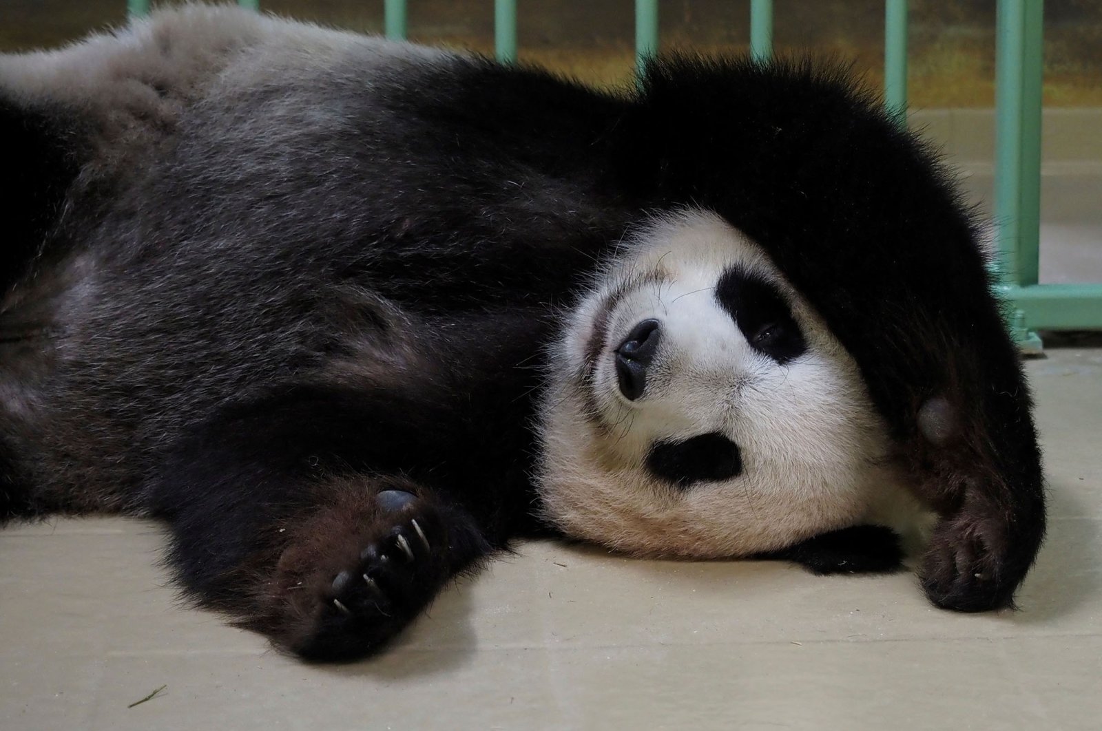 Pregnant female giant panda Huan Huan sleeps inside her enclosure prior to giving birth at Beauval Zoo in Saint-Aignan-sur-Cher, central France, Aug. 1, 2021. (AFP Photo)