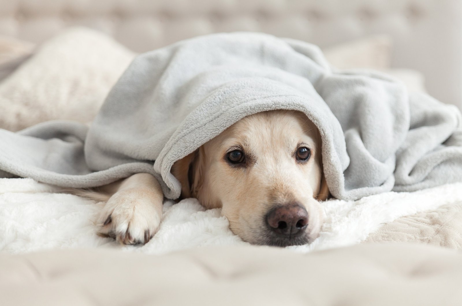 A bored young golden retriever dog takes cover under a light gray plaid. (Shutterstock Photo)