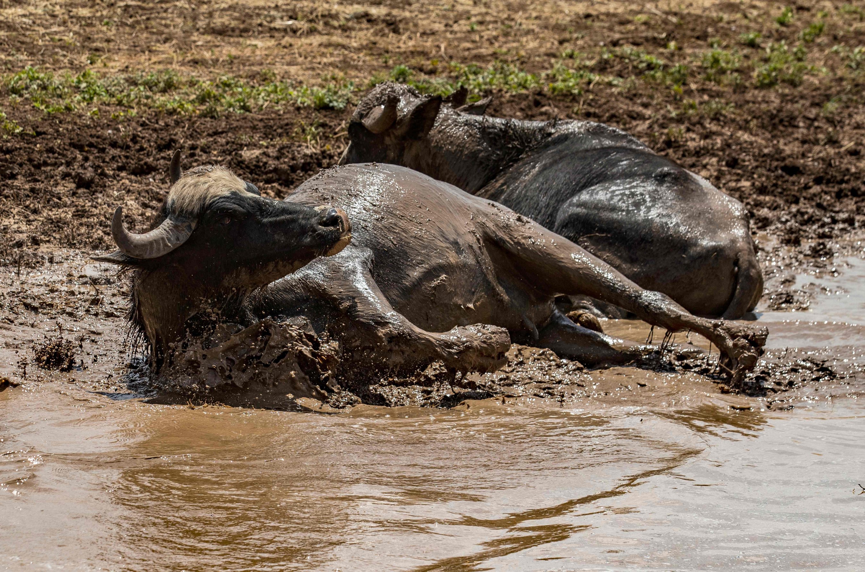 Buffalos belonging to Syrian shepherds cool down in a puddle of mud amid scorching temperatures, in al-Malikiyah (Derik) in Syria