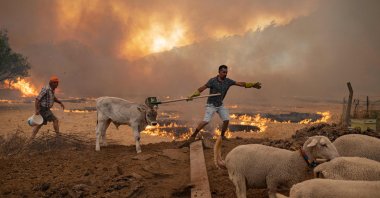 A man walks away with his sheeps from an advancing fire in Marmaris, Muğla, southwestern Turkey, Aug. 2, 2021. (AFP Photo)
