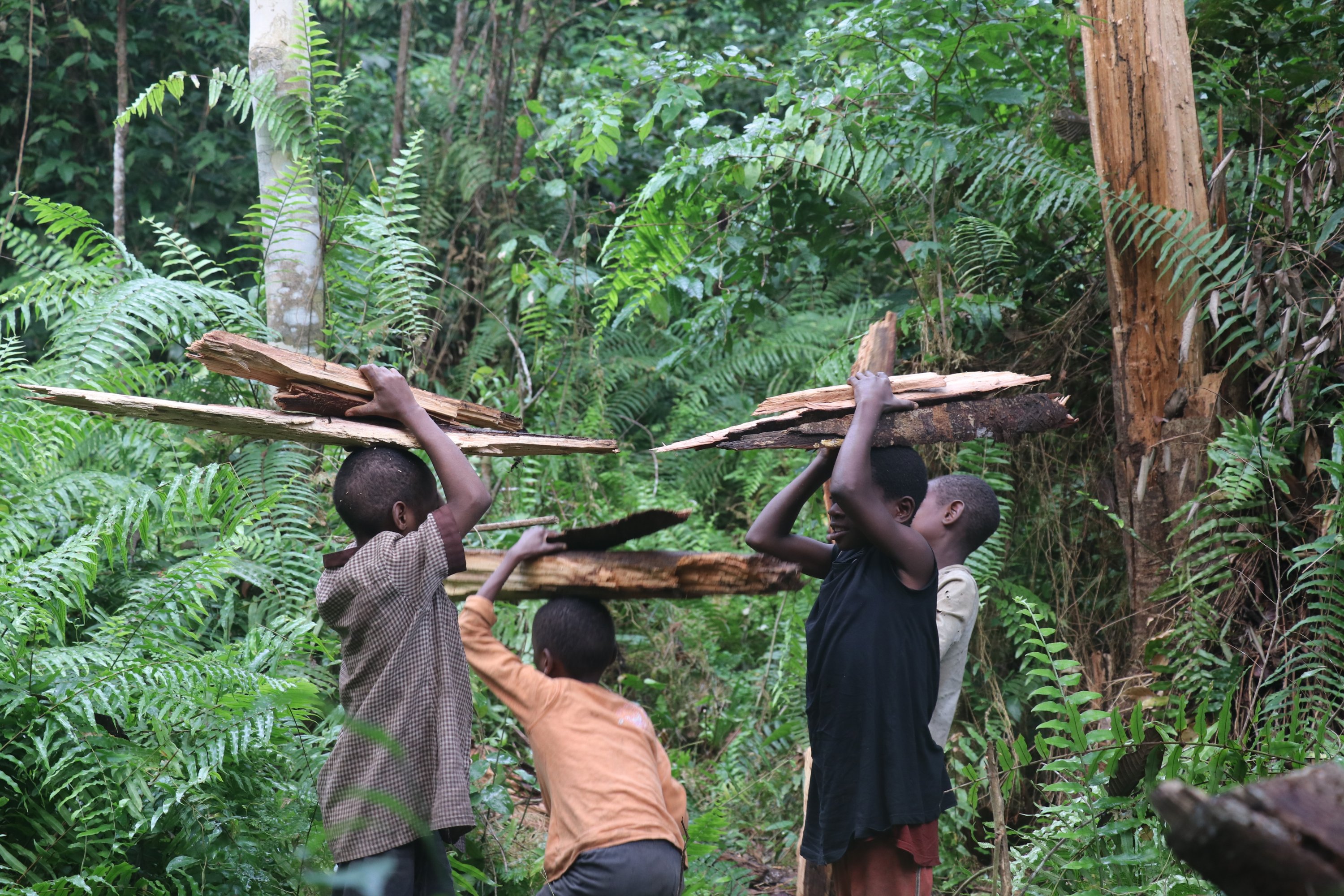 Pygmy children carry timbers in Bikuitsi-Njule, Cameroon, Aug. 2, 2021. (AA Photo)