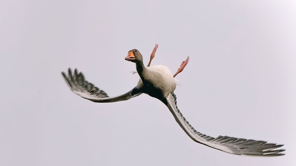 An amateur photographer Vincent Cornelissen captures a bean goose flying upside down. (Photo from Instagram @b0unce1971)