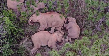 This aerial picture shows a migrating herd of wild Asian elephants sleeping in southwest China, July 24, 2021. (Yunnan Forest Brigade via AFP)