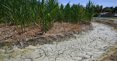 The dried and cracked soil in an irrigation ditch next to a cornfield on a farm in Fresno, California, U.S., July 24, 2021. (AFP Photo)