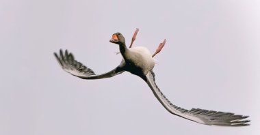 An amateur photographer Vincent Cornelissen captures a bean goose flying upside down. (Photo from Instagram @b0unce1971)