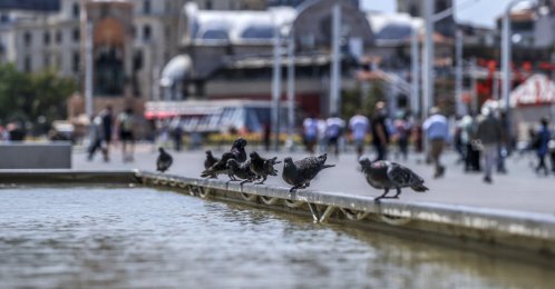 Pigeons rest by a pond at Taksim Square, in Istanbul, Turkey, Aug. 1, 2021. (AA PHOTO) 