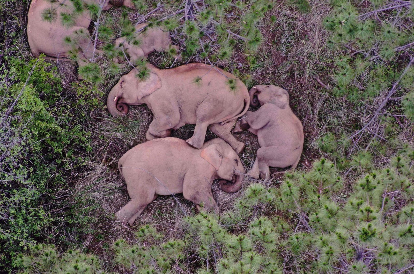 This aerial picture shows a migrating herd of wild Asian elephants sleeping in southwest China, July 24, 2021. (Yunnan Forest Brigade via AFP)