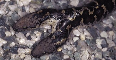 Two-headed Russell's Earth boa/Sand boa Bicephalous Eryx Conicus in Maharashtra, India in this undated file photo. (Shutterstock File Photo)