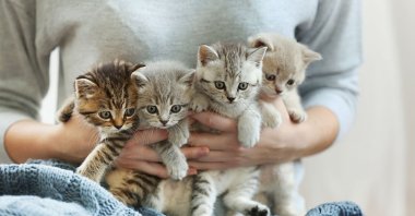 A woman holding small cute kittens in this undated file photo. (Shutterstock File Photo)