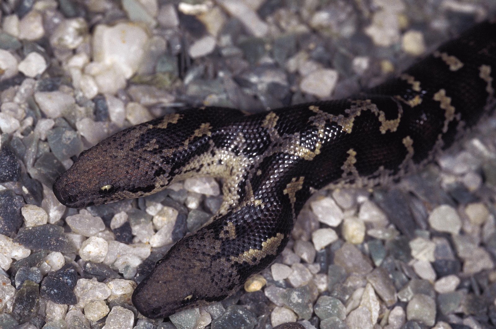 Two-headed Russell's Earth boa/Sand boa Bicephalous Eryx Conicus in Maharashtra, India in this undated file photo. (Shutterstock File Photo)