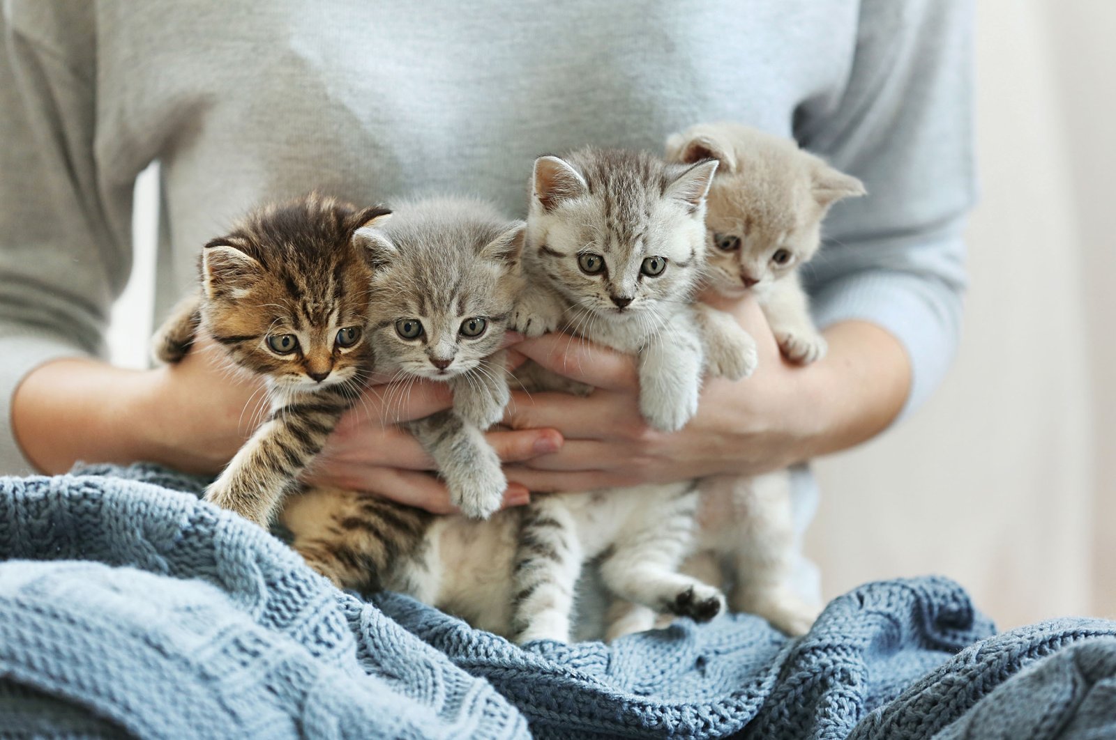 A woman holding small cute kittens in this undated file photo. (Shutterstock File Photo)