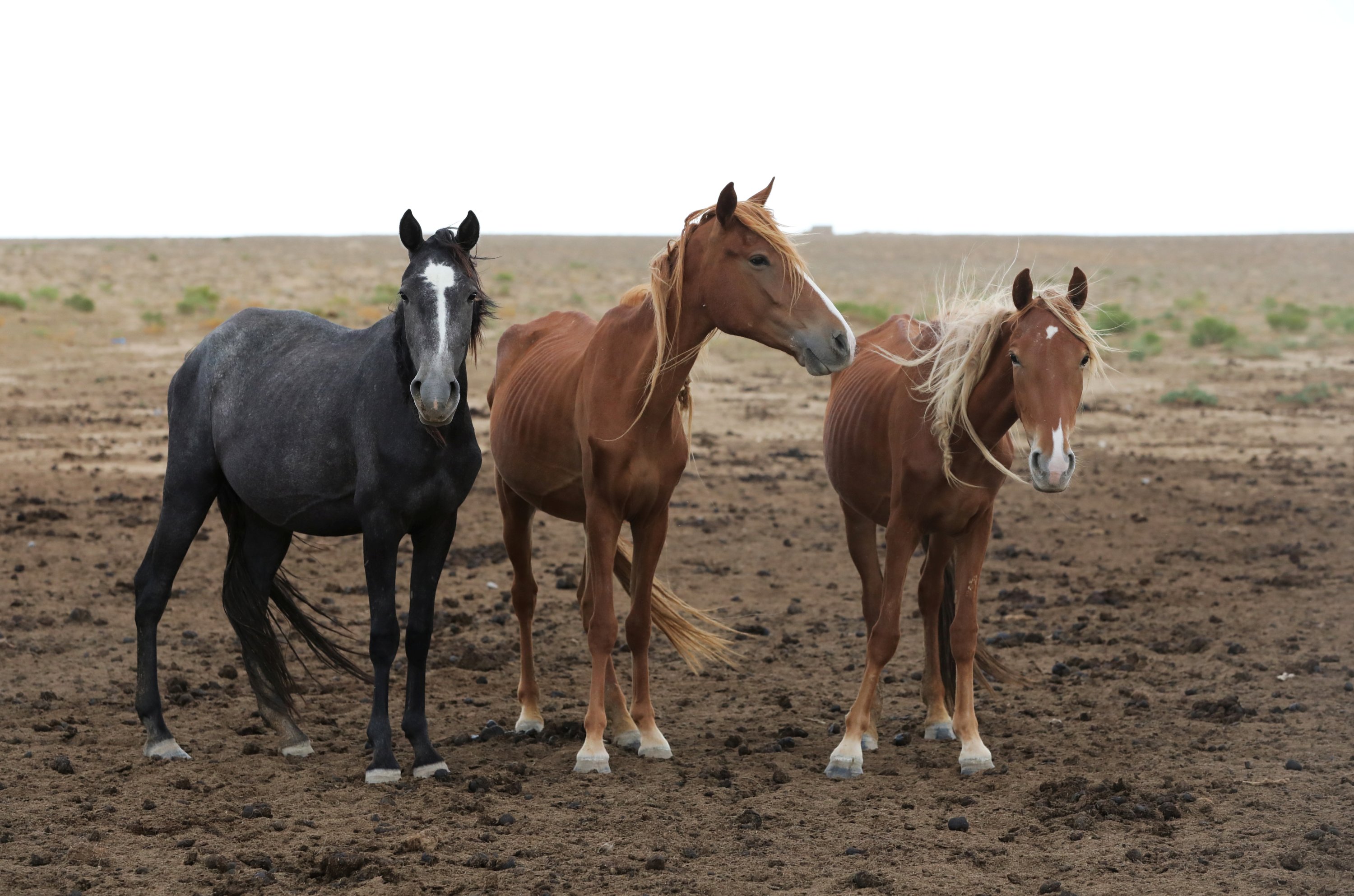 Horses graze in the steppe outside the village of Akshymyrau amid severe drought in Mangistau Region, Kazakhstan, on July 27, 2021. (Reuters Photo)