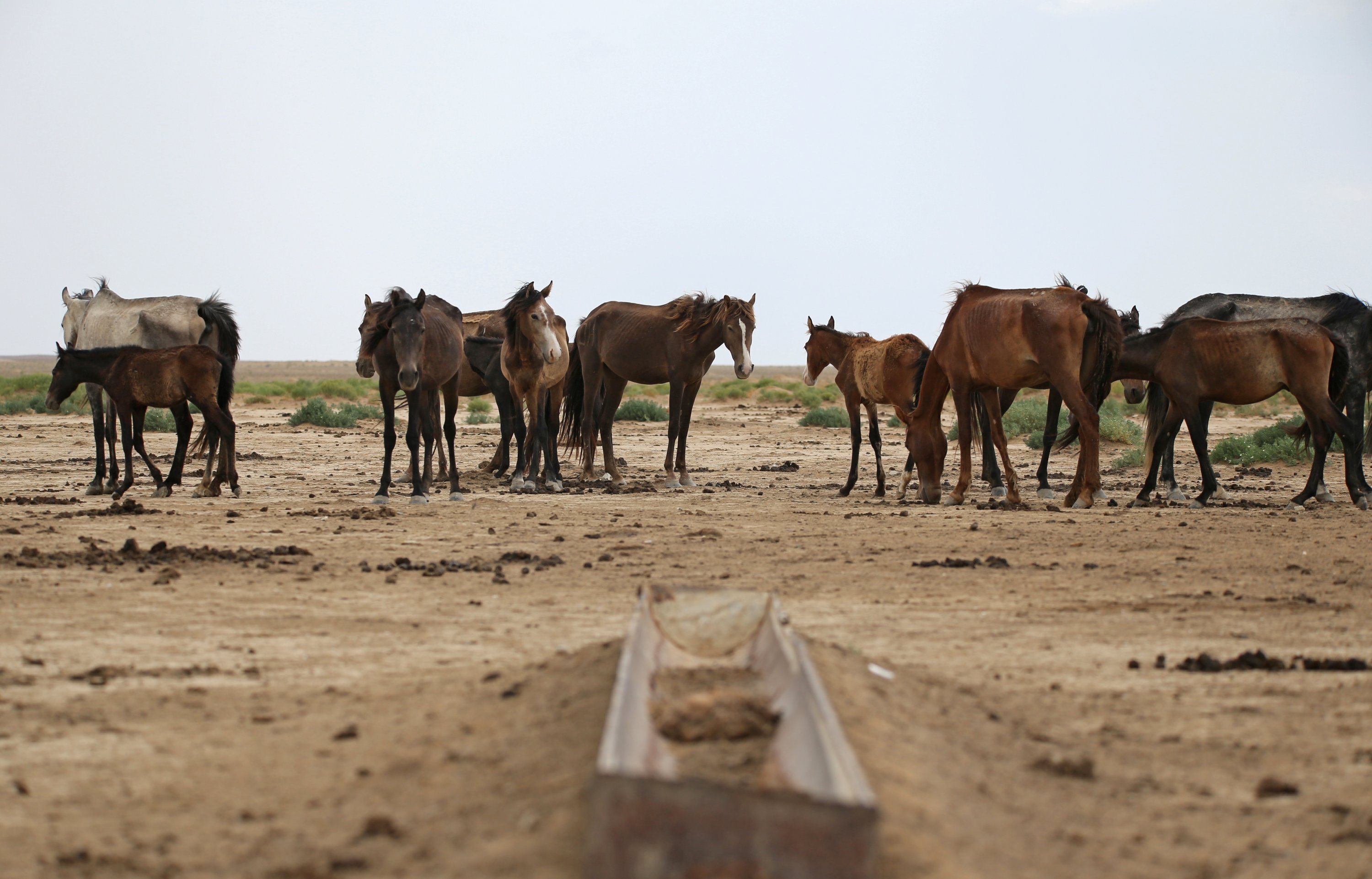 Horses graze in the steppe outside the village of Akshymyrau amid severe drought in Mangistau Region, Kazakhstan, on July 27, 2021. (Reuters Photo)