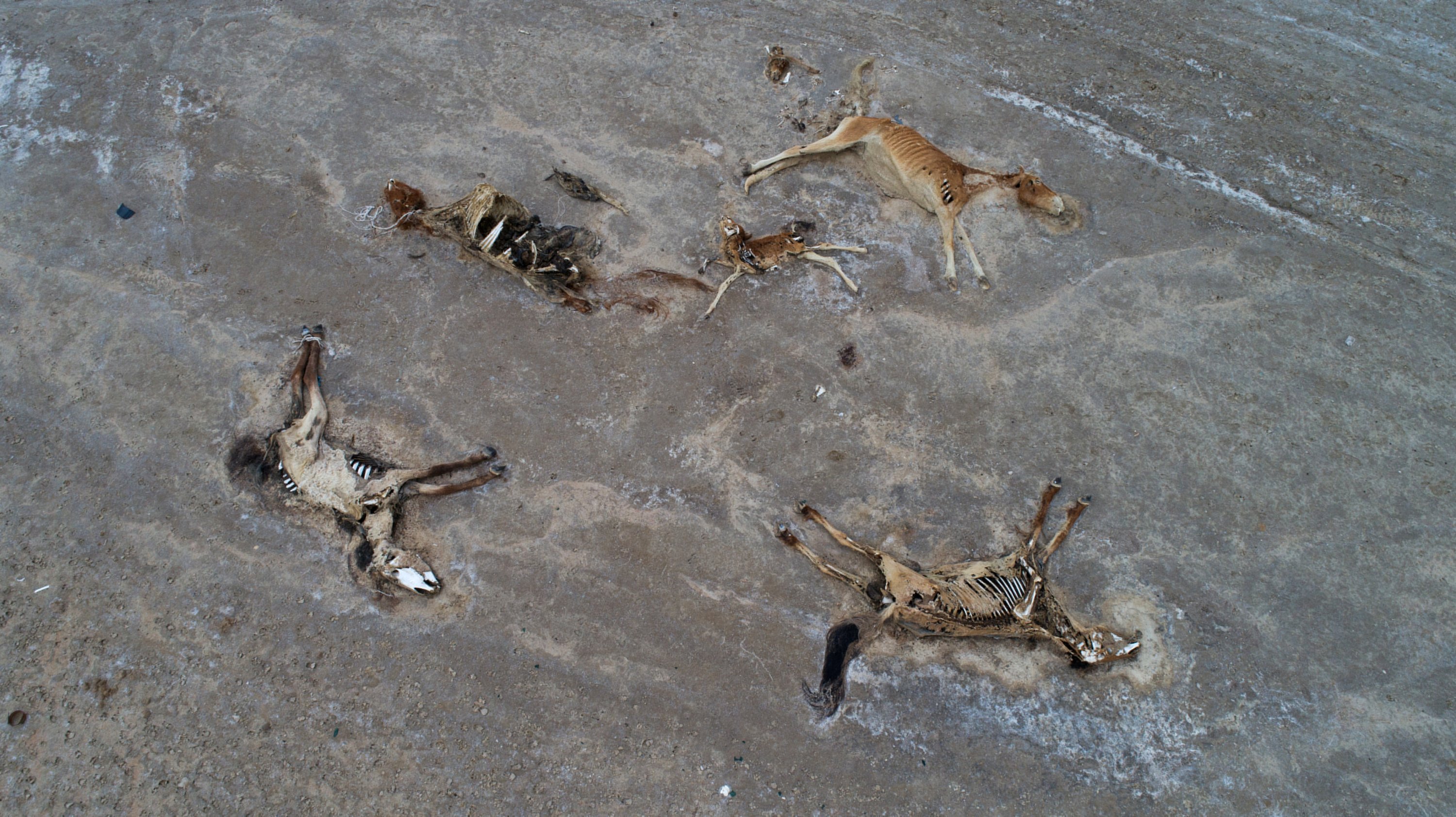 Carcasses of animals lie on the ground outside the village of Tushchykudyk amid severe drought in Mangistau Region, on Kazakhstan, on July 27, 2021. (Reuters Photo)