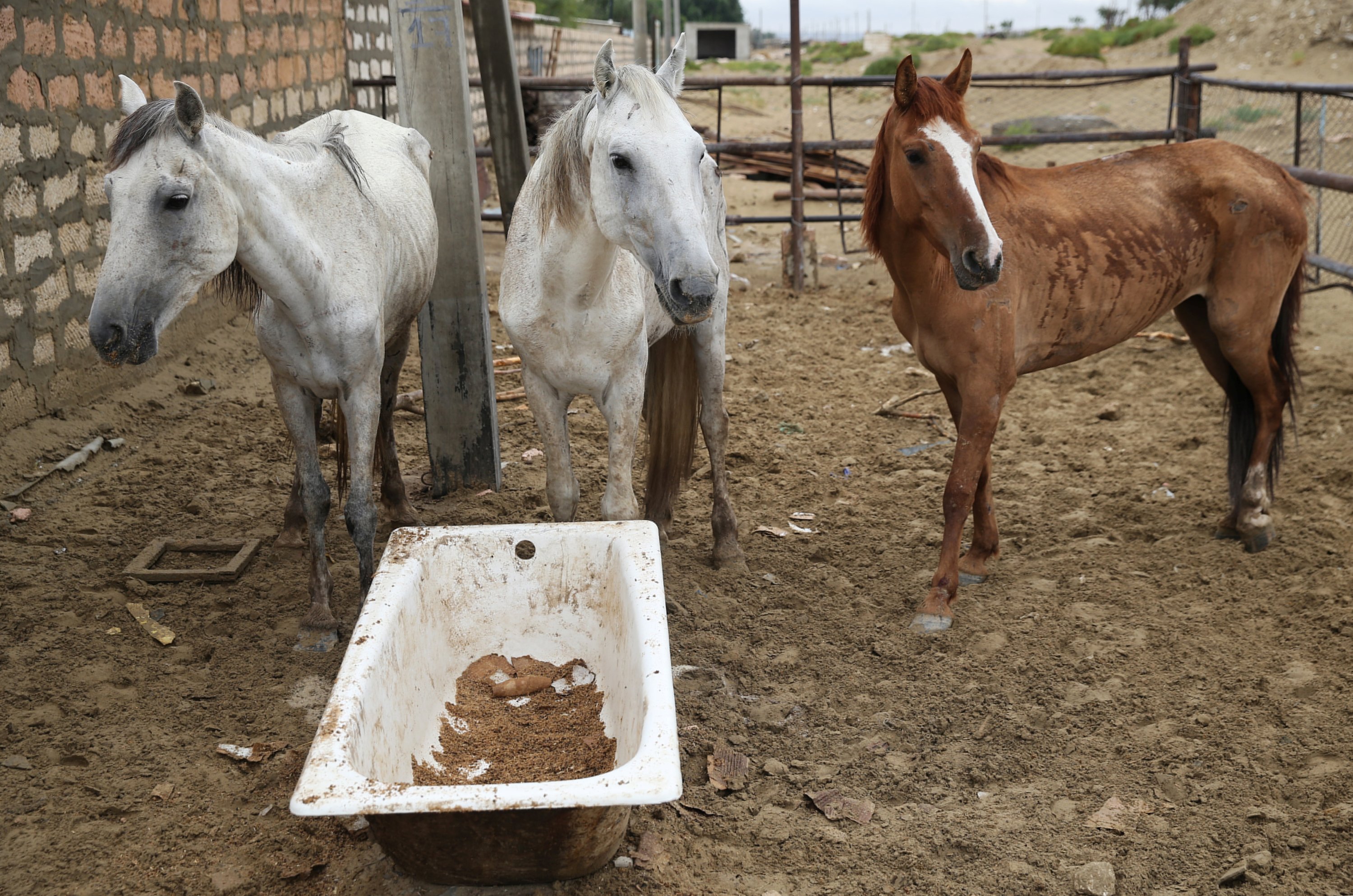 Horses stand in an enclosure in the village of Senek amid severe drought in Mangistau Region, Kazakhstan, on July 27, 2021. (Reuters Photo)