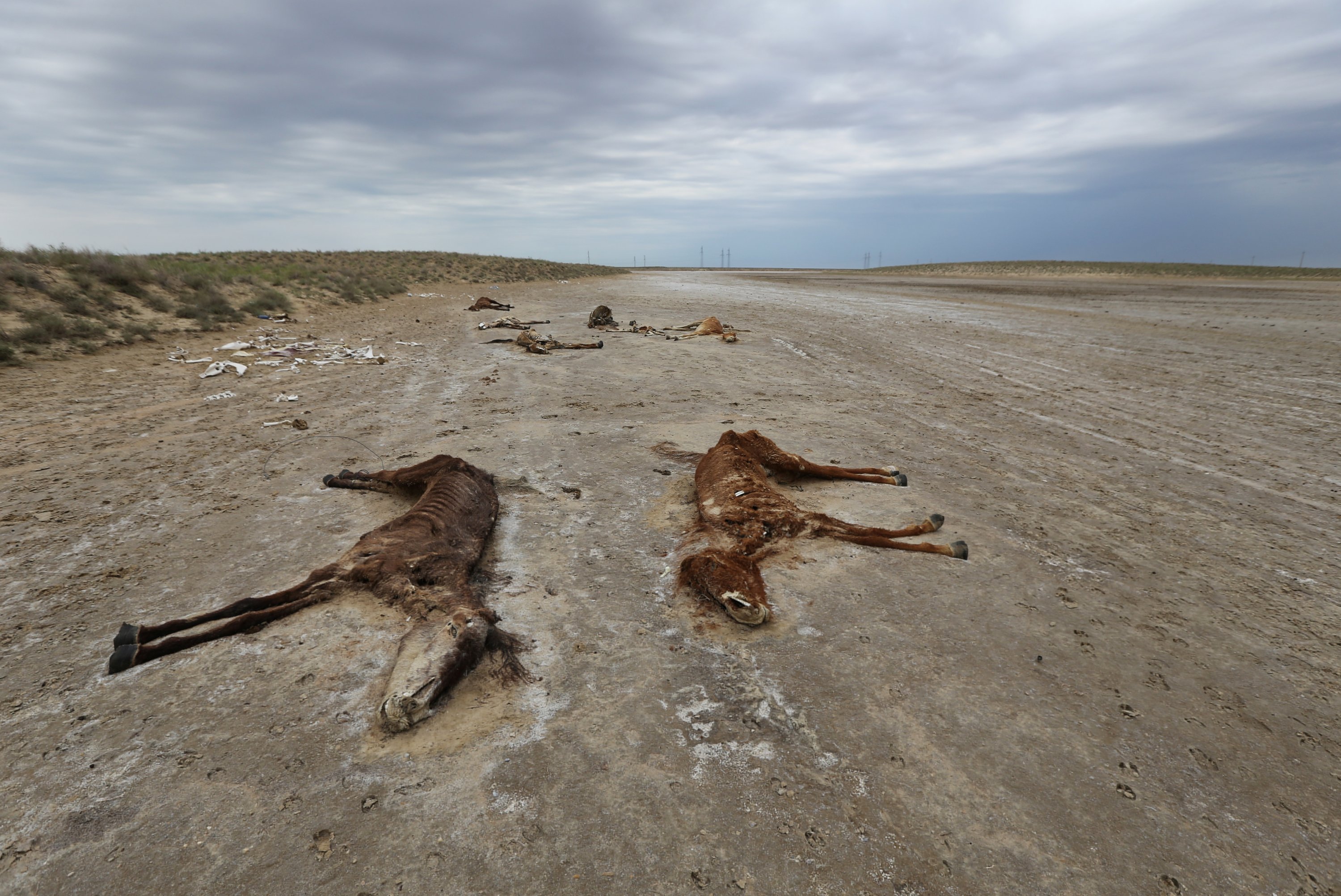 Carcasses of horses lie on the ground outside the village of Tushchykudyk amid severe drought in Mangistau Region, Kazakhstan, on July 27, 2021. (Reuters Photo)