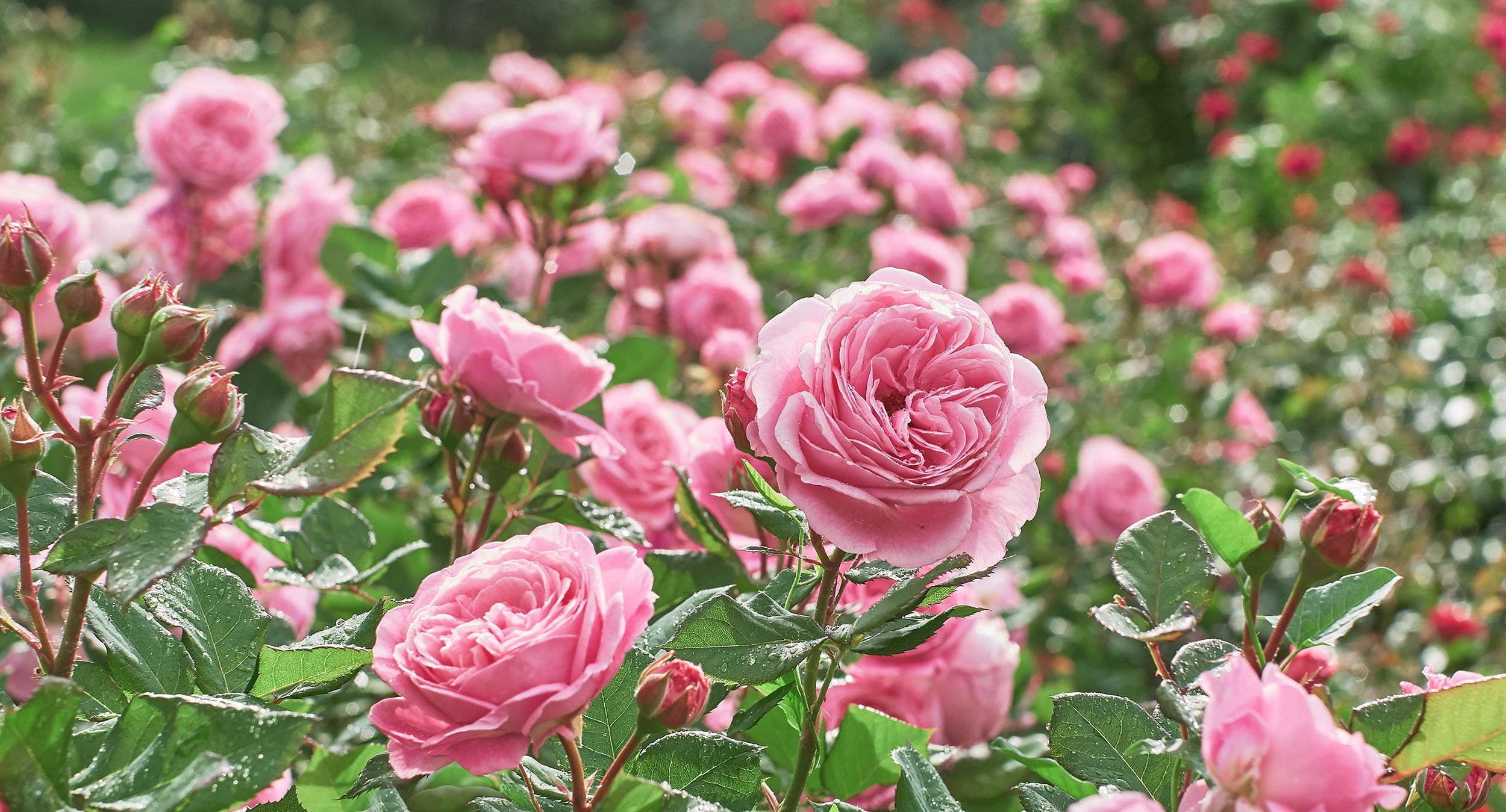 Craftsperson of Turkish origin keeps rose water making alive in Kashmir ...