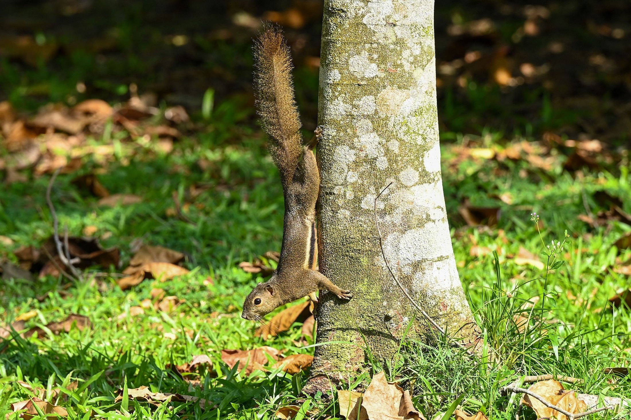 A squirrel crawls a tree trunk to look for food at a park in Singapore, July 21, 2021. (AFP Photo)