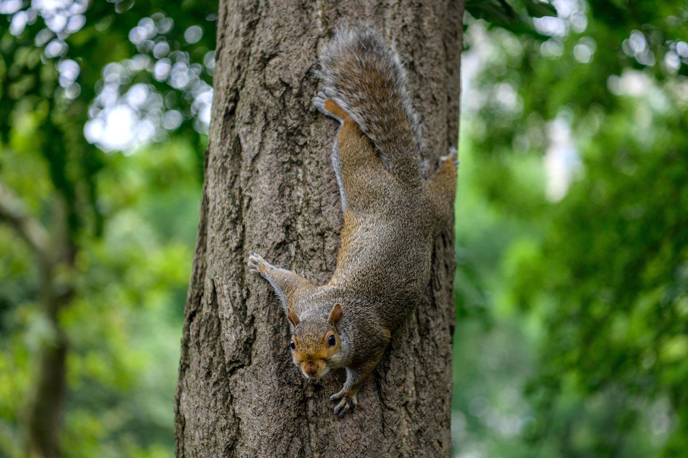 A squirrel climbs a tree in Central Park in New York City, U.S., July 13, 2021. (AFP Photo)