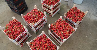 Strawberry production reached up to 1,000 tons annually in Ordu province in Turkey's Black Sea region, a region famous for hazelnut production, April 5, 2020. (AA Photo)