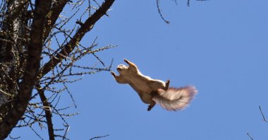 A squirrel jumps to a tree branch in Kiev, Ukraine, March 30, 2017. (AFP Photo)
