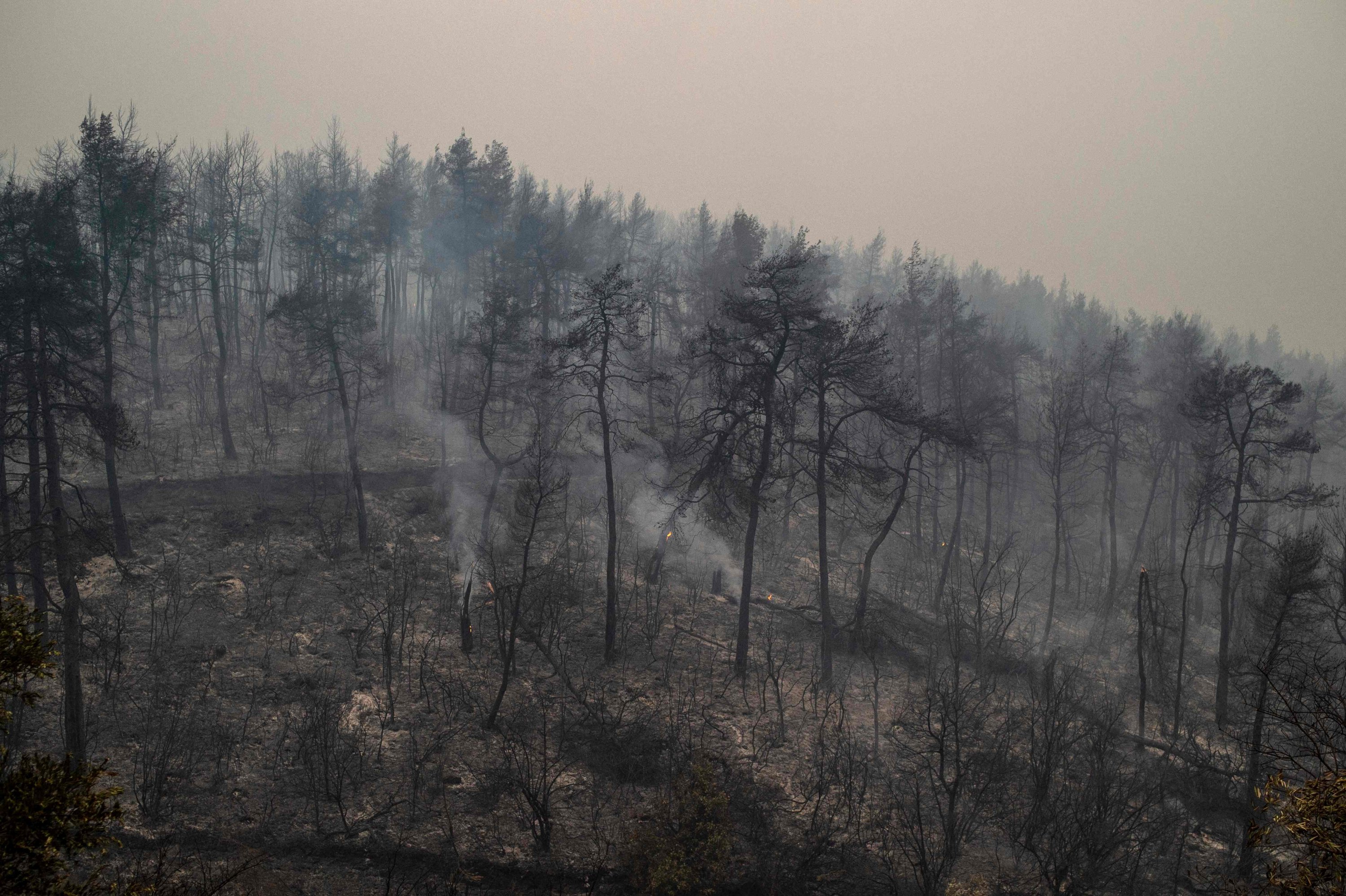 Trees burnt to the ground during a wildfire at the village of Pefki on Evia island, Greece
